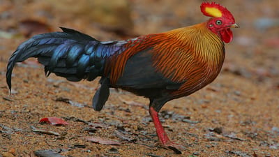 Junglefowl