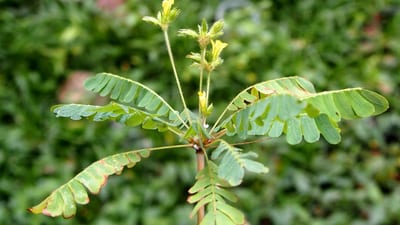 Reinwardt's Tree Plant