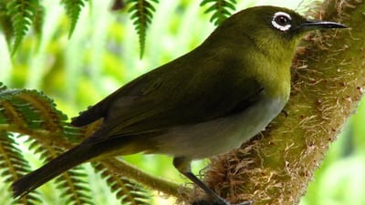 Ceylon White Eye