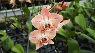 Orchids