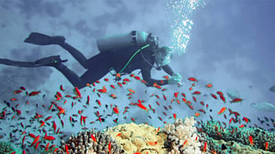 Diving from Trincomalee