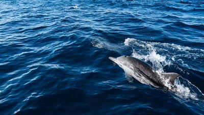 Dolphin Watching Boat Tour from Tangalle