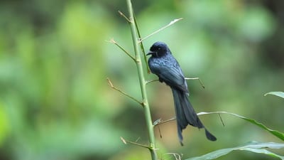 Ceylon Crested Drongo