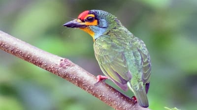 Crimson Fronted Barbet