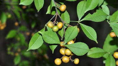 Orange climber