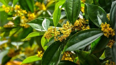 Ceylon cinnamon