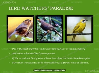 Corbets View - Three framed photos of colorful birds perched on branches