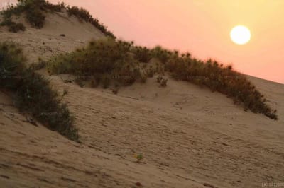 Kodev - sand dune with sparse vegetation at sunset