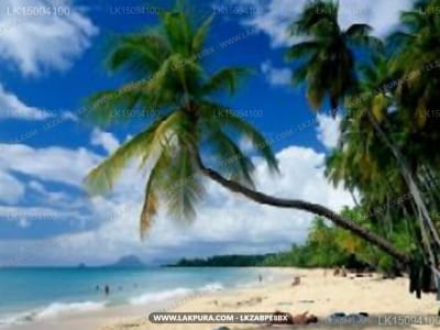 Hotel Blue Note - palm trees curving over sandy beach with turquoise water