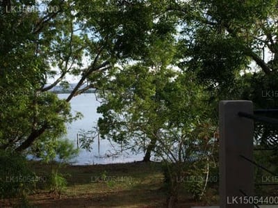 Wapi - tree-framed view of water and distant shoreline through dense canopy