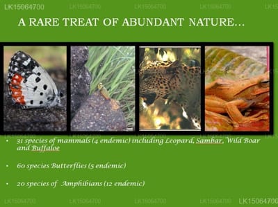 Corbets View - wildlife species collage: butterfly, leopard, amphibian, and rock formations