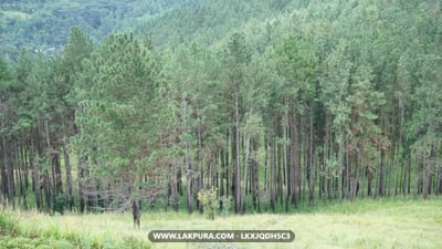 Hindagala Heights - dense coniferous forest with grassy meadow in foreground