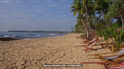 Patini Bungalows - sandy beach with lounge chairs and palm trees lining the shore