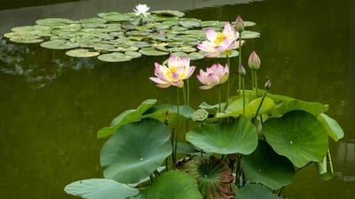 Sacred Lotus