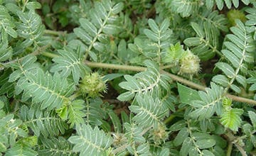 Tribulus terrestris