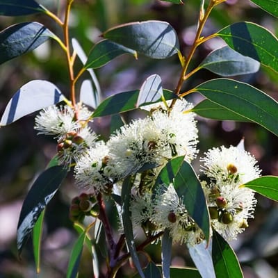 Eucalyptus globulus (Karupantine , Eucalyptus)