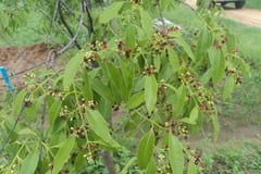 Pterocarpus santalinus