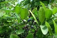Pterocarpus santalinus
