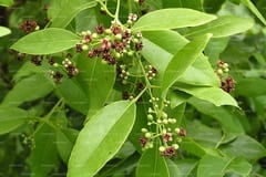 Pterocarpus santalinus