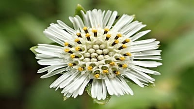 Eclipta prostrata