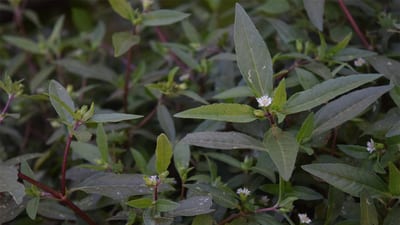 Eclipta prostrata