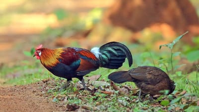 Junglefowl