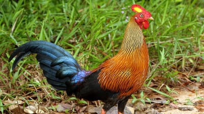 Junglefowl