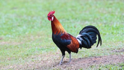 Junglefowl