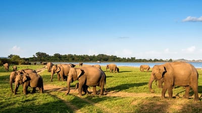 Elephan Gathering