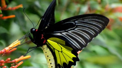 Common Birdwing