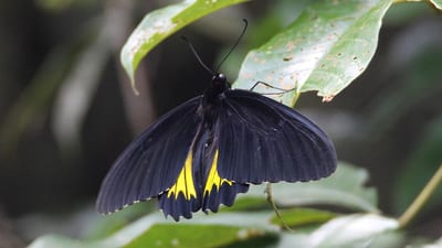 Common Birdwing