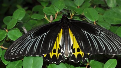 Common Birdwing