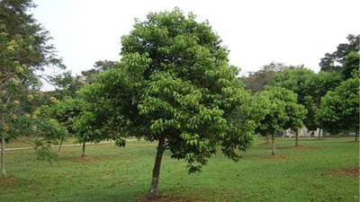 Endemic plants Sri Lanka