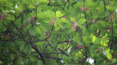 Endemic plants Sri Lanka
