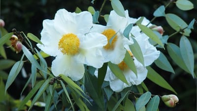 Endemic Flowers