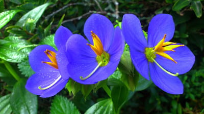 Endemic Flowers