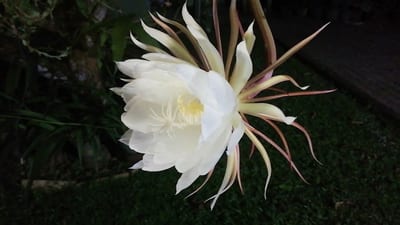 Endemic Flowers
