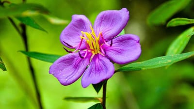 Endemic Flowers