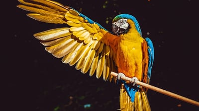 Hanthana International Bird Park & Recreation Center
