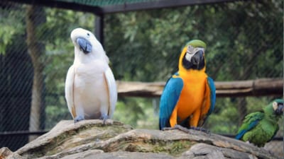 Hanthana International Bird Park & Recreation Center
