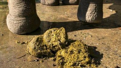 Elephant Dung Paper
