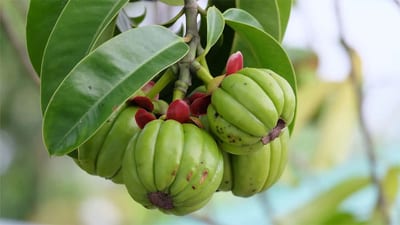 Garcinia Cambogia