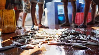 Jaffna Fish market