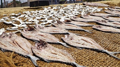 Jaffna Fish market