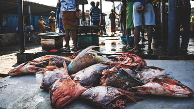 Jaffna Fish market