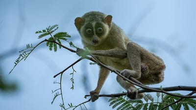 Red Slender Loris