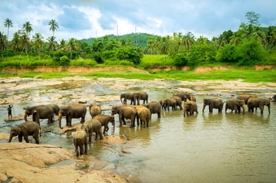 Pinnawala Elephant Orphanage from Beruwala City