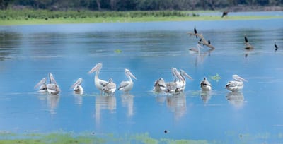 ガル・オヤ国立公園プライベートサファリ