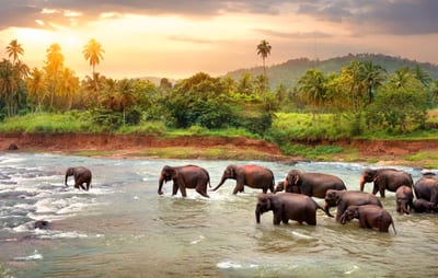 Pinnawala Elephant Orphanage from Mount Lavinia City