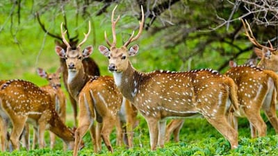 Maduru Oya National Park Private Safari